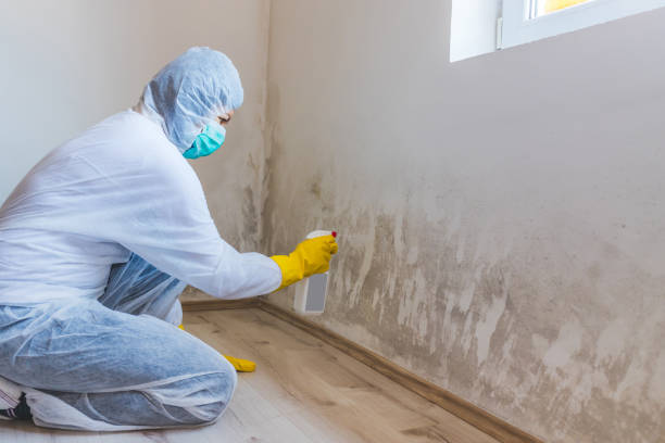 Licensed Black Mold Removal service in Fischer, TX - WQB Mold Removal