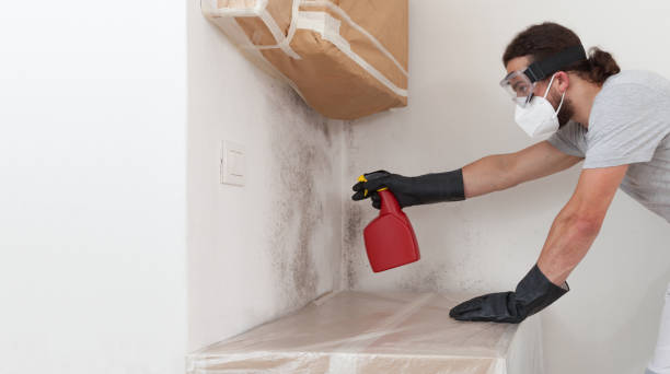 Professional Black Mold Removal technician working in Fischer, TX