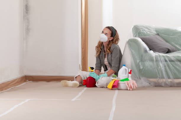 Reliable Black Mold Removal contractor in Fischer, TX by WQB Mold Removal