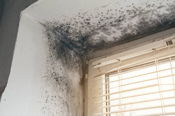 Affordable Black Mold Removal solutions in Fischer, TX